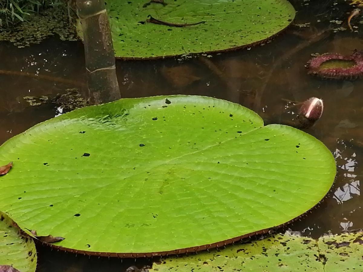Palmayacu - Refugio Amazonico Leticia Buitenkant foto